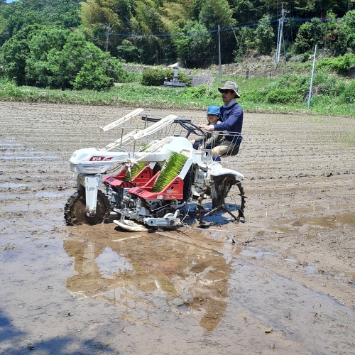 自然栽培米　月日